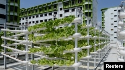 Organic vegetables are seen on growing towers that are primarily made out of polyvinyl chloride pipes at Citiponics' urban farm on the rooftop of a multi-story garage in a public housing estate in western Singapore, April 17, 2018. 