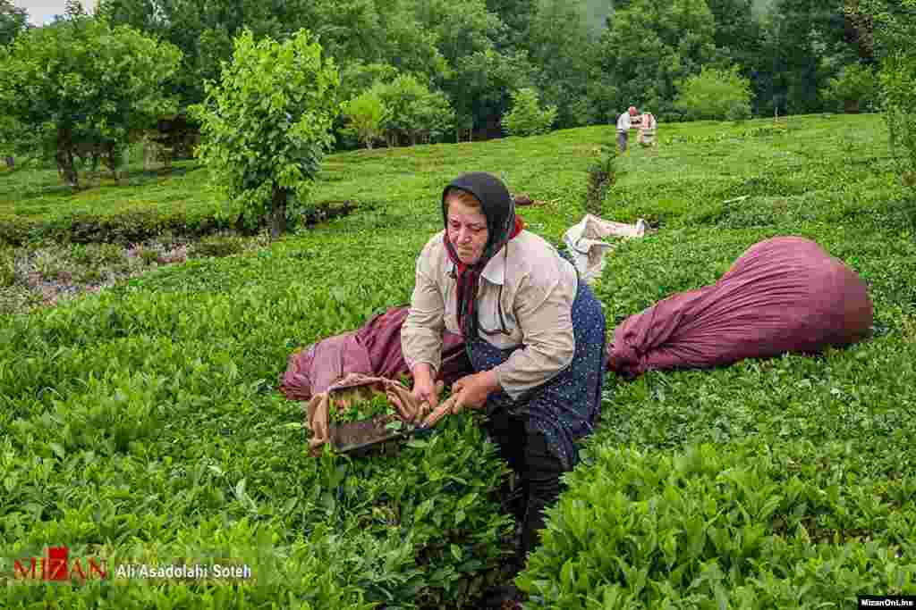 برداشت چای - لاهیجان عکس: علی اسداللهی سوته