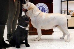 Labrador retriever Rummy (14 minggu, kiri), dan Lincoln (2 1/2 tahun) di Museum of the Dog, New York, 20 Maret 2019.