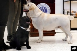 Labrador retriever Rummy (14 minggu, kiri), dan Lincoln (2 1/2 tahun) di Museum of the Dog, New York, 20 Maret 2019.