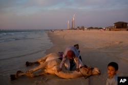 Seorang pria Bedouin memandikan ontanya di pesisir Laut Tengah di pantai Zikim, dekat kibbutz Zikim, di perbatasan Israel-Gaza, 15 Oktober 2018.