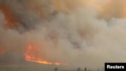 Sekumpulan ternak terlihat dekat kobaran api kebakaran lahan di Kompleks Lodgepole di Garfield County, Montana, Juli 21, 2017.