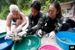 Jeanette van Leeuwin, a 29-year-old from The Netherlands, helps national park rangers with coral propagation on Maya Bay, Phi Phi Leh island in Krabi province, Thailand, May 31, 2018.