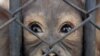 ملیشیا کے چڑیا گھر میں ارنگوتان بندر تمباکو نوشی چھوڑنے کے پروگرام پر گامزن