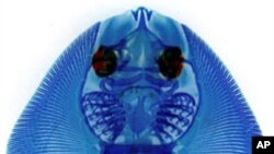 Skates are among a unique set of primitive vertebrates that can re-grow their fins