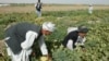 افغانستان به ارزش ۶۵۰ میلیون دالر برنامه‌های زراعتی را روی دست دارد