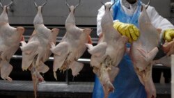 남아공, 닭고기 수입세 인상 논란