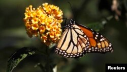FILE - A monarch butterfly clings to a plant at the Monarch Grove Sanctuary in Pacific Grove, California, Dec. 30, 2014. 