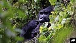 Un gorille des montagnes