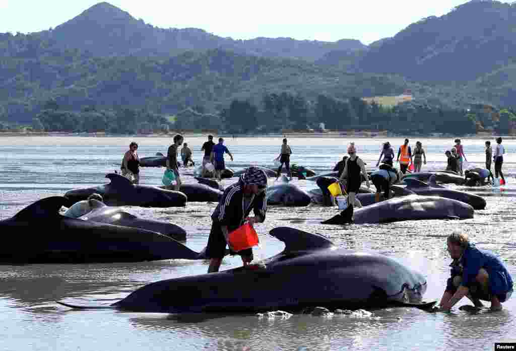 Volunteers try to assist stranded pilot whales after one of the country's largest recorded mass whale strandings, in Golden Bay, at the top of New Zealand's South Island, Feb. 11, 2017.