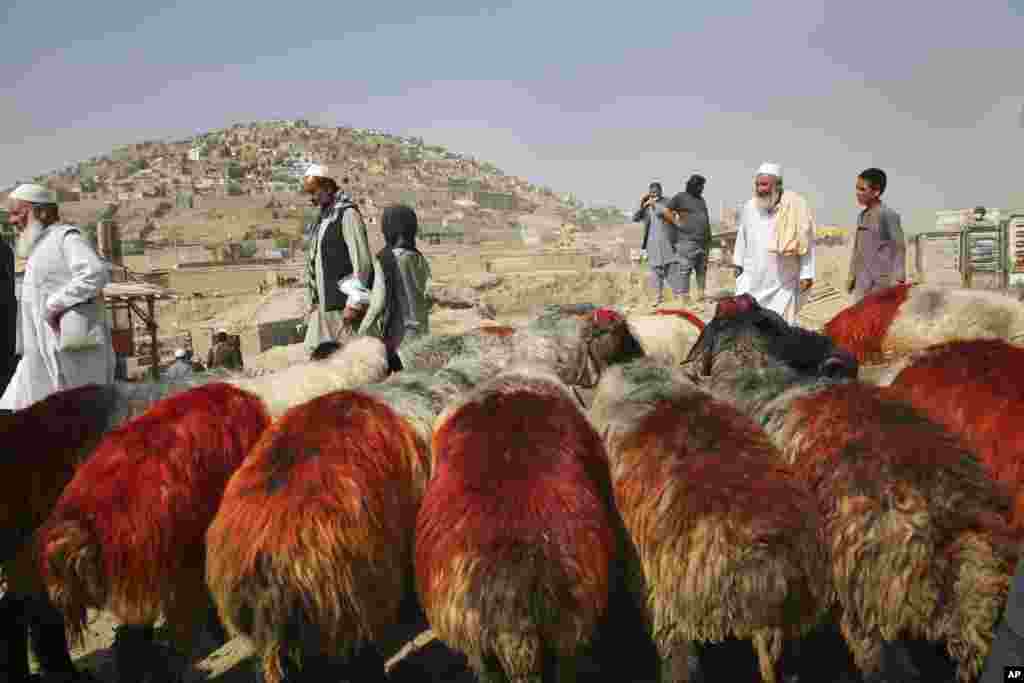 حاشیه شهر کابل، یک بازار فروش گوسفند و دام در آستانه عید قربان.