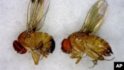 This July 2012 photo released by the University of Maine Cooperative Extension Service shows a male, left, and female, right, spotted wing drosophila, an invasive fruit fly. The insect was first detected in Maine in small numbers in the summer of 2011. B