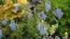 Corydalis bitkisi Türkçe'de 'kaz gagası' adıyla biliniyor