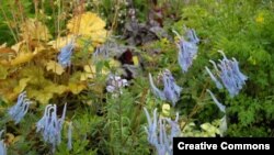 La planta Corydalis en floración (Creative Commons-Wikimedia).