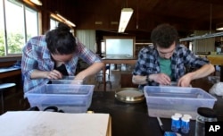 In this June 15, 2017, photo, research technician Kristen Mello, left, and graduate student Brandon O'Brien examine seaweed samples at a laboratory on Appledore Island, Maine.