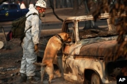 FILE - A recovery dog searches for human remains in Paradise, Calif., Nov. 16, 2018.