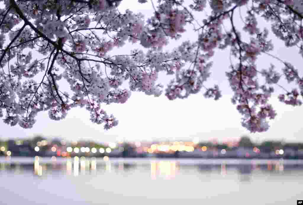Cherry blossoms at the Tidal Basin, March 21, 2012. (Photo: Olivia Kitunen)