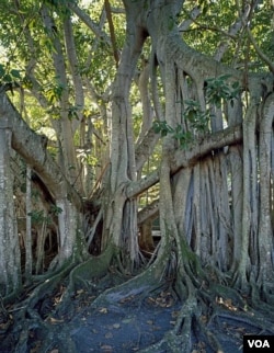 Thomas Edison’s banyan tree looks like something out of a scary movie. (Carol M. Highsmith)