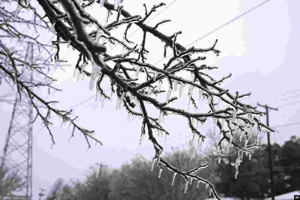 Ice coats tree branches in Dallas, Texas.
