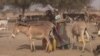Une maladie bactérienne contagieuse décime les ânes au Niger