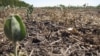 Huíla enfrenta seca há cinco anos