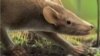 Fossilized ‘Hedgehog-like’ Creature May Be Earliest Mammal