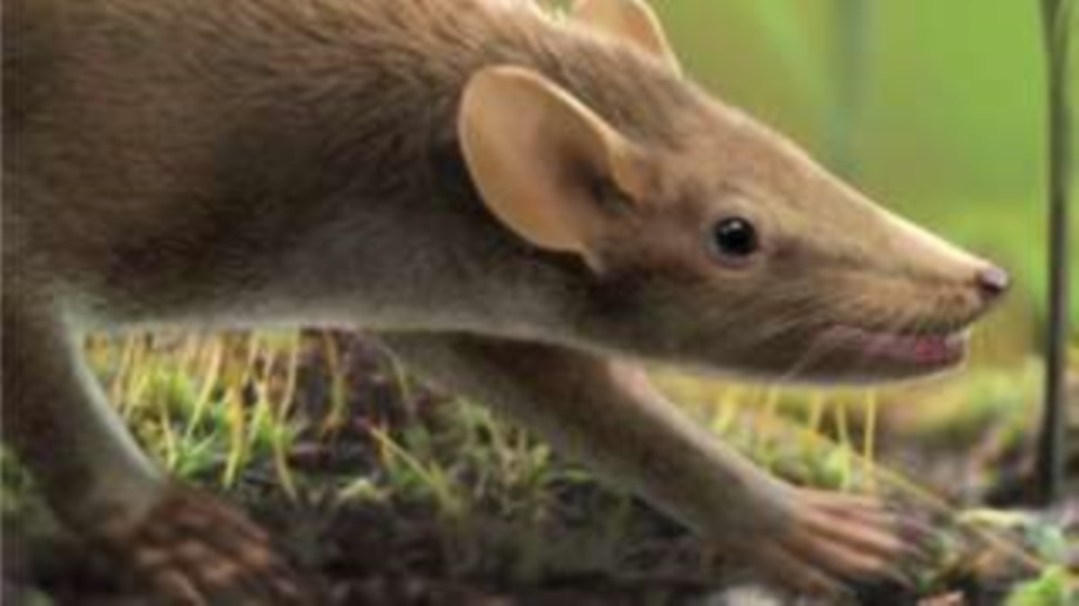 Fossilized ‘Hedgehog-like’ Creature May Be Earliest Mammal