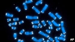 FILE - Human chromosomes, where DNA resides and does its work.