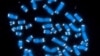 Scientists Build Artificial Chromosome