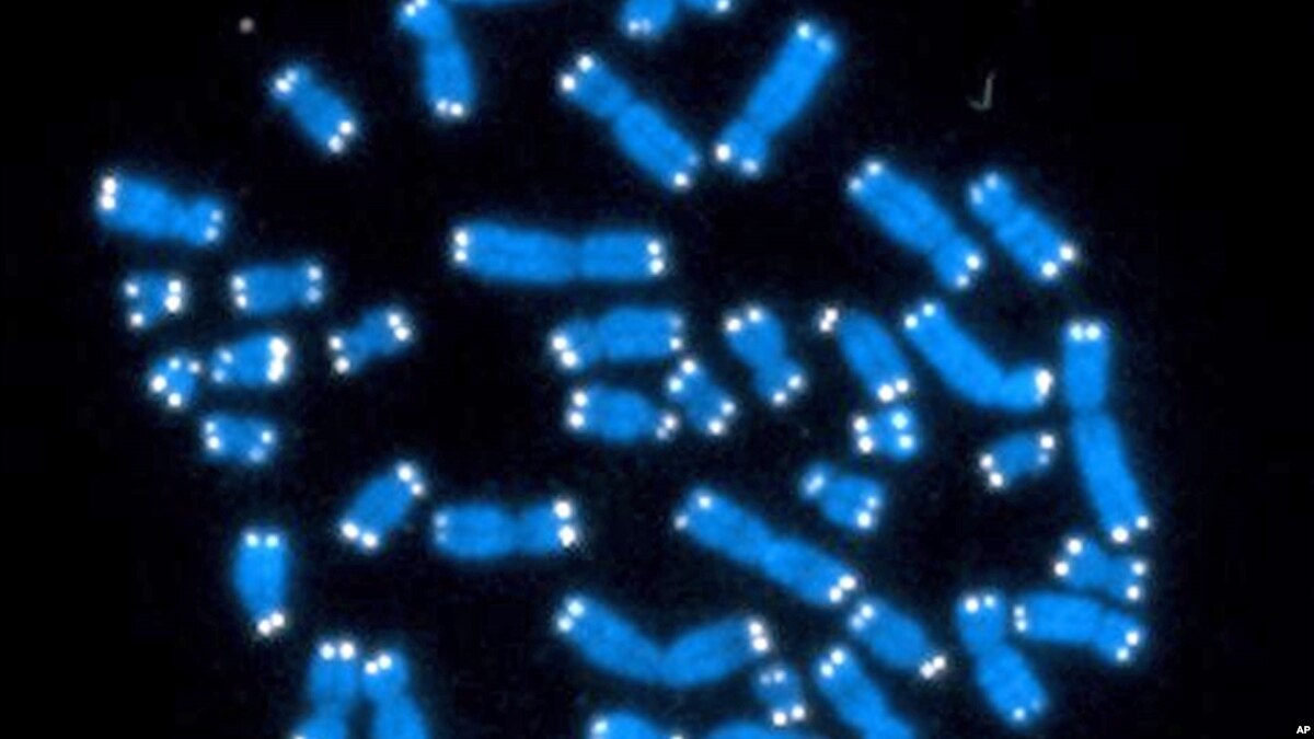 Scientists Build Artificial Chromosome