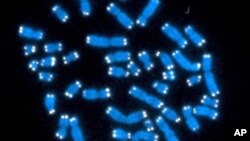 FILE - The 46 human chromosomes, where DNA resides and does its work.
