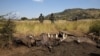 To Protect Rhinos, Anti-Poaching Business Grows in South Africa