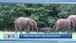 Protecting the Elephants