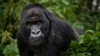 Study Suggests Gorillas Become More Violent in Crowded Forest