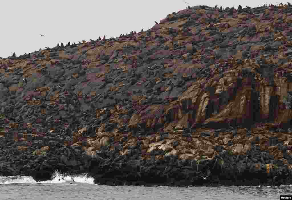 Sea lions rest at the Palomino island in Callao, Peru.
