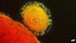 In this photo provided by the National Institute for Allergy and Infectious Diseases, a colorized transmission of the MERS coronavirus that emerged in 2012.