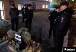 Police officers gather near cages with sheep left in front of the Novaya Gazeta newspaper office in Moscow, Russia, Oct. 29, 2018.