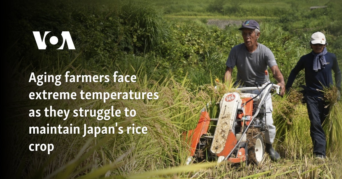 Aging farmers face extreme temperatures as they struggle to maintain Japan’s rice crop