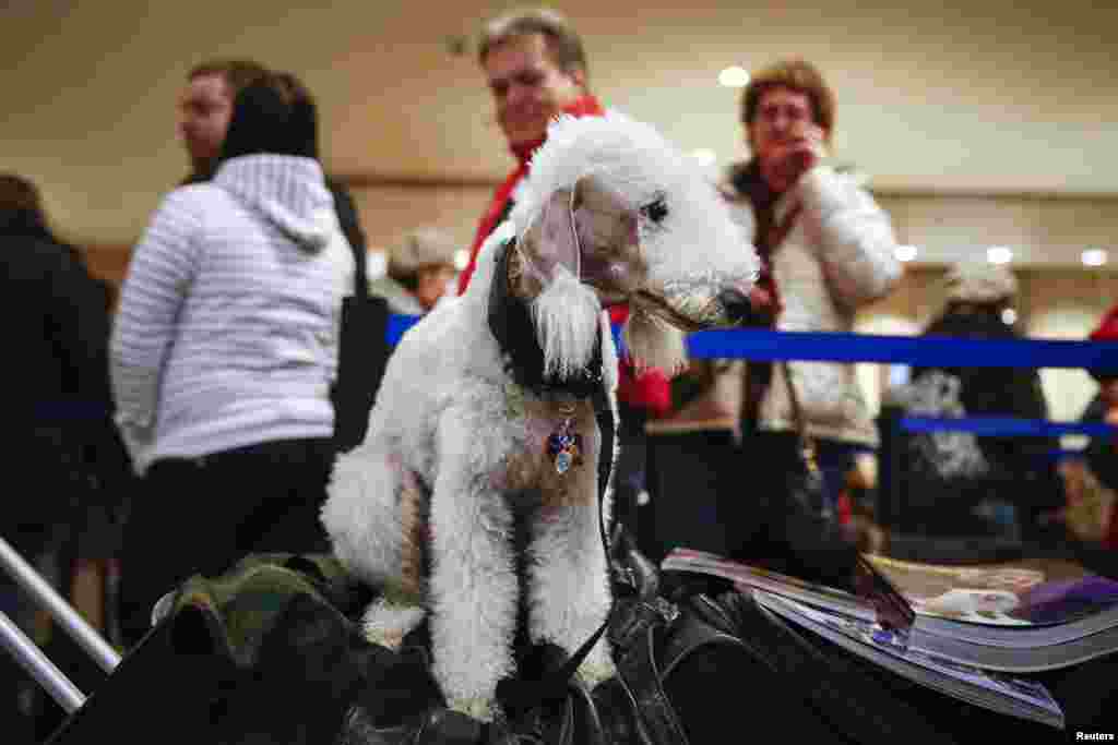 Rion, a Bedlington Terrier, waits to check in with his owners at the Hotel Pennsylvania in New York. Dogs are arriving for the annual Westminster Kennel Club Dog Show that starts on Monday. 