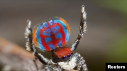 Maratus Bubo, una de las siete especies de araña pavorreal descubiertas en el sur de Australia.
