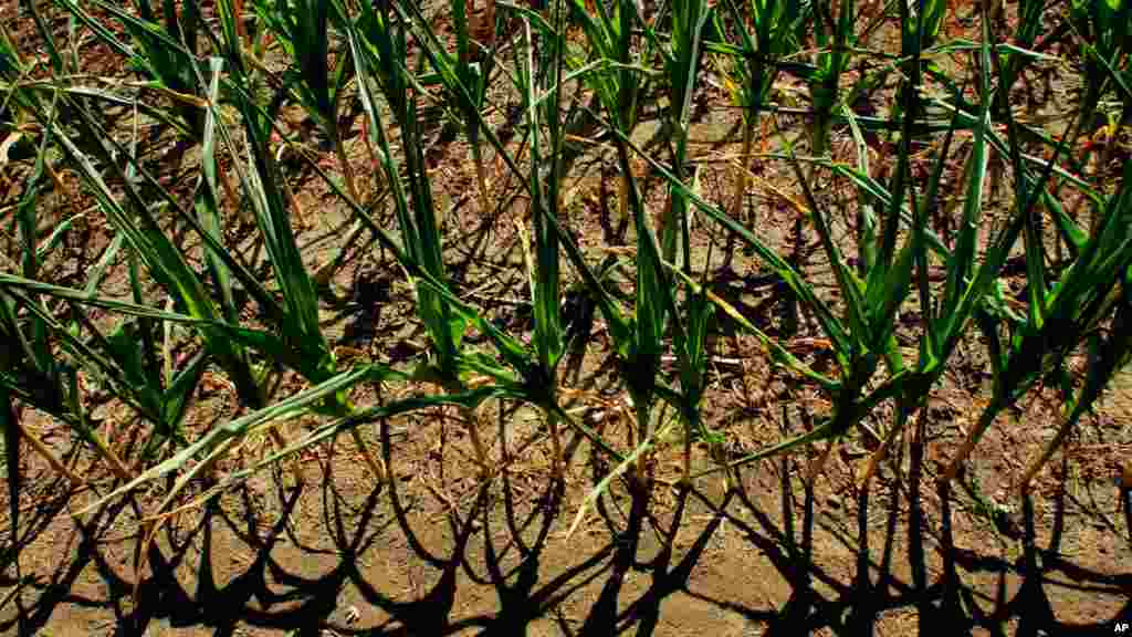 Central Illinois corn crops show signs of stress.