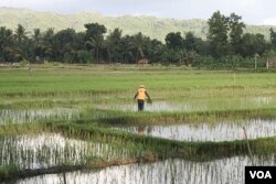 Seorang petani di Pacitan sedang bekerja di sawah. Politisi menyebut keterlibatan mereka akan membuka berbagai peluang bagi para petani.