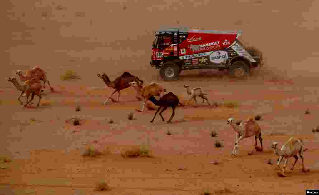 Mammoet Rallysport&#39;s Martin Van Den Brink and Co-Driver Wouter De Graaff surrounded by camels, compete during the Stage 10 of the Dakar Rally between Neom and Alula in Saudi Arabia.