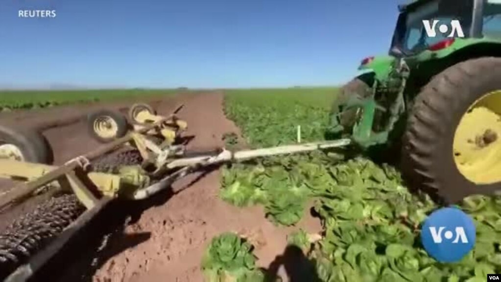 Fermerët shkatërrojnë parcelat e mbjella me sallatë, pasi nuk ka kërkesë për produktin. 