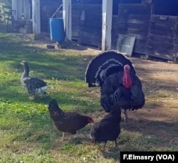 Wayland teaches kids about turkeys.
