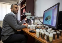 FILE Halil Ibrahimi looks at an insect called Potamophylax coronavirus in a laboratory in Pristina, 16 April 2021. (AP Foto/Visar Kryeziu)