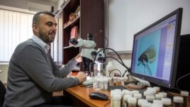 FILE Halil Ibrahimi looks at an insect called Potamophylax coronavirus in a laboratory in Pristina, 16 April 2021. (AP Foto/Visar Kryeziu)