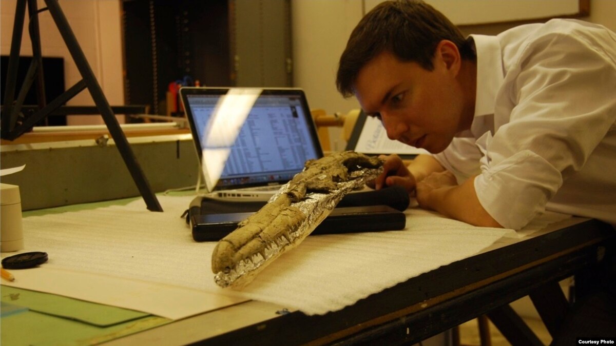 Burung Kuno Bersayap Terbesar Ditemukan