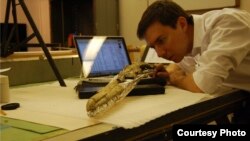 Dr. Daniel Ksepka, curator of science at the Bruce Museum, studies the skull of Pelagornis sandersi. (Bruce Museum photo)