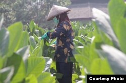 Petani merawat tanaman tembakaunya. (Foto courtesy: APTI)